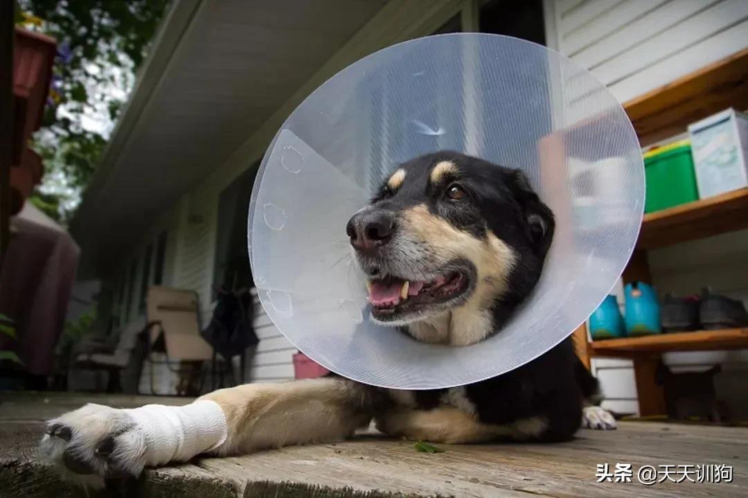 科学养犬四个标准是指哪些,科学养宠攻略狗不能吃什么
