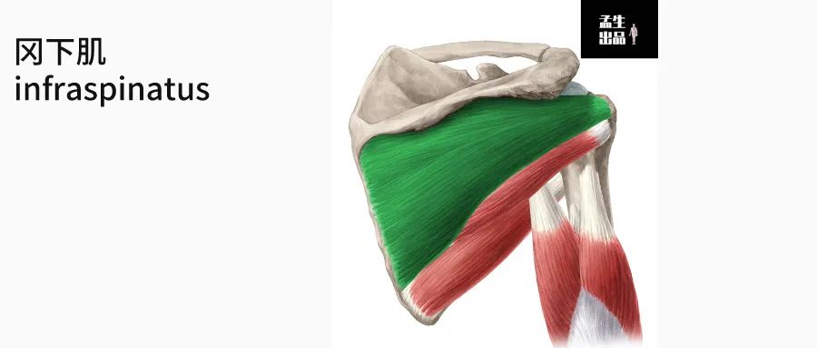 肩关节与肩胛骨的结构图,肩胛骨深层肌肉解剖图