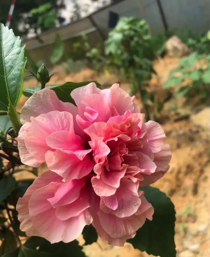 你知道韩国的国花：木槿花么？用来配鸡煲鲜美异常