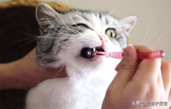 猫有牙周炎该怎么治疗,猫咪牙周炎掉牙了还需要治疗吗