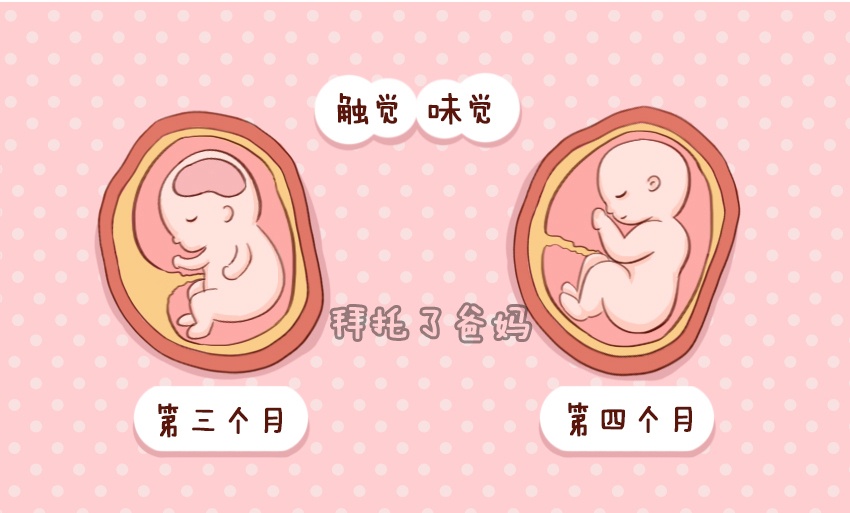 胎儿在肚子里发育的全过程图,胎儿发育过程图1至10个月图片
