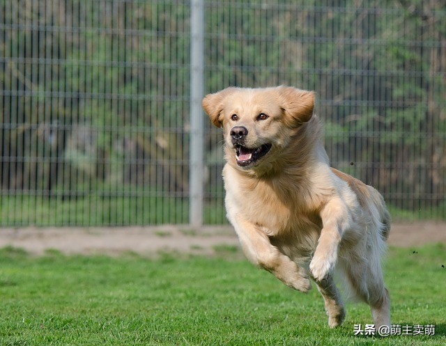 狗狗老是发出咔咔的声音呕清水,狗狗咳嗽干呕发出咔咔咔的声音