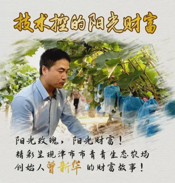 农村种植葡萄一年收入,农村种植葡萄年入500万