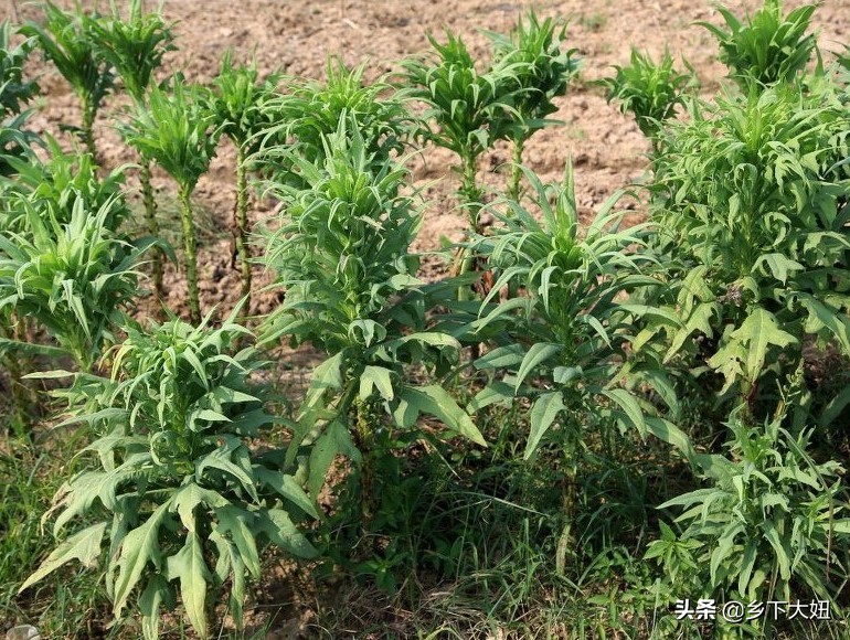 野生的苦麻菜可以喂兔子吃吗,农村常见苦麻菜