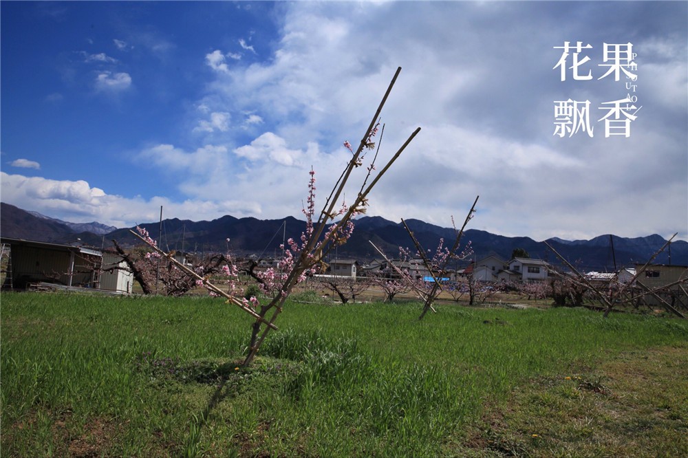 怎样才能让果树结上优质果,如何制造果子