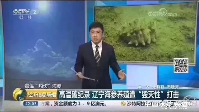 海参最低多少钱一斤,120斤野生海参价格