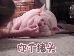 猪猪日常是怎样的,猪猪是怎么制定领会计划