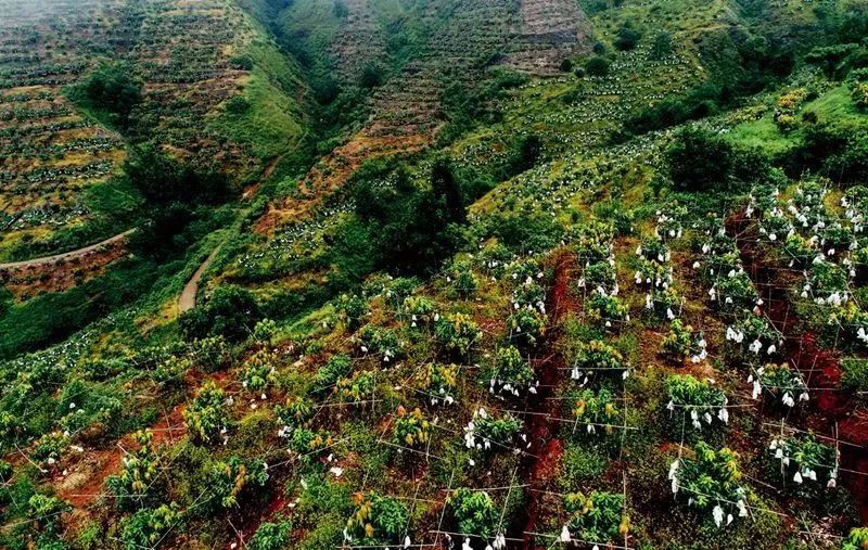 干热河谷种的热带水果,攀枝花干热河谷的热带水果王国