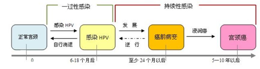 关于宫颈癌筛查hpv的结果分析,tct正常hpv阳性宫颈癌可能性大吗