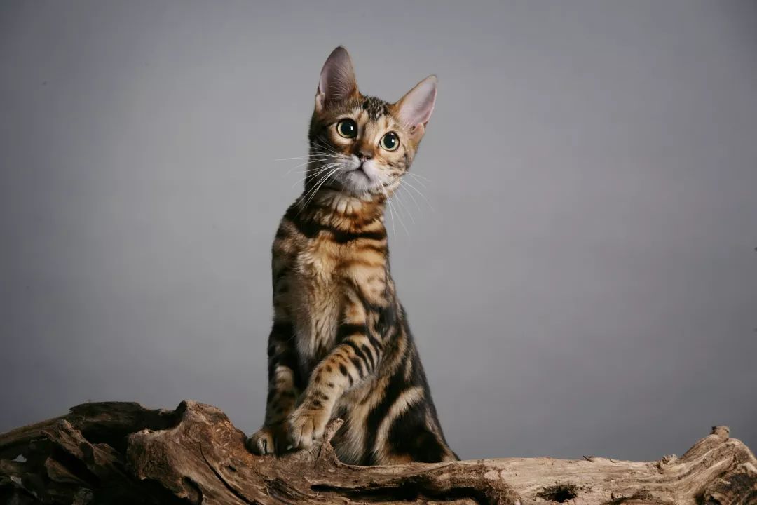 如何选好一只孟加拉豹猫,孟加拉豹猫不建议养吗视频