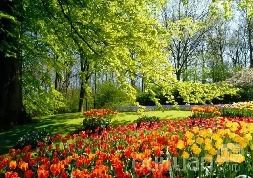 走进荷兰“花花世界”，五大赏花攻略总有一款适合您！骑行/直升机，逛花园花田，跟着花农的脚步走过这个春天