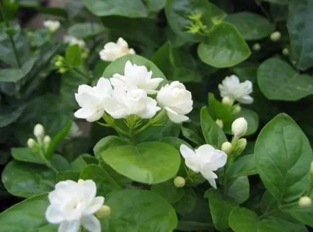 不开花是什么原因怎么治,芍药只长叶不开花什么原因