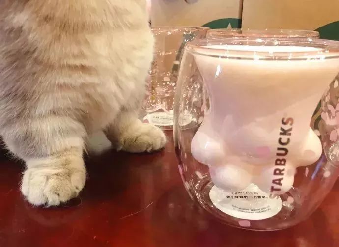 猫：为什么大家都来抢我的jio杯
