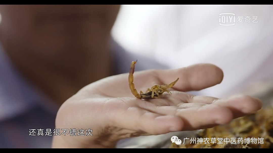 涓嵂浜旀瘨鍔熸晥,涓尰浜旀瘨鐢ㄨ嵂绮鹃珦