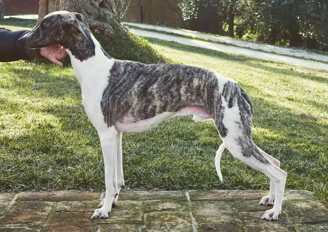 除了长得像绵羊之外，这种狗还另类得可怕！|犬种