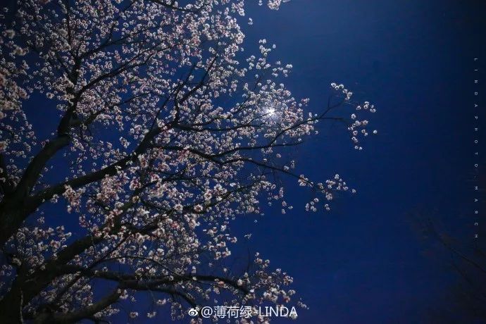 妯辨妗冩潖鏉庢ⅷ杈ㄨ鏂规硶,姊呮潕妗冩潖妯辫姳鎬庝箞鍖哄垎