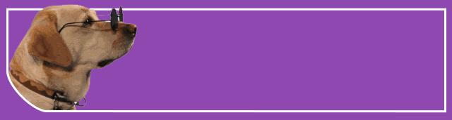 哈士奇饲养指南防拆家必备手册,哈士奇饲养指南