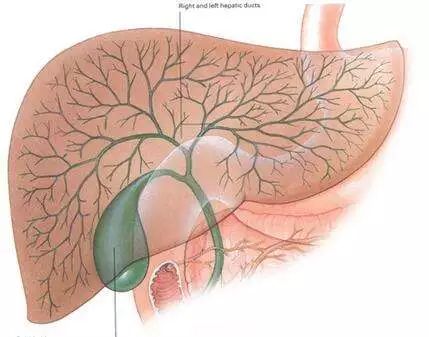 写给被我们割掉的子宫、扁桃体、胆囊、脾、卵巢、阑尾的祭文，割掉后果……