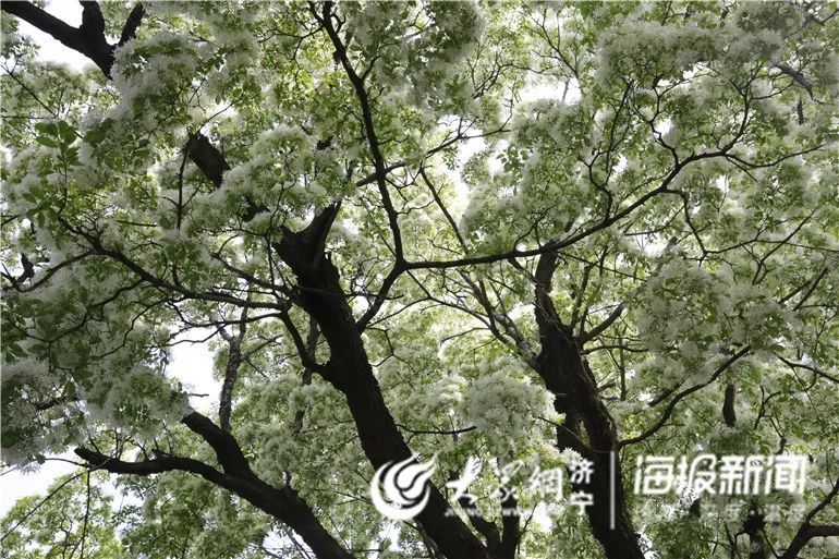 千年孟府流苏树全文,千年孟府的流苏花