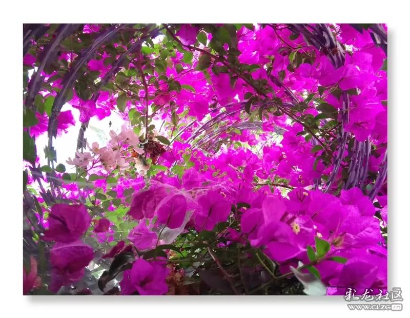 云南昆明花之都鲜花,昆明鲜花之都