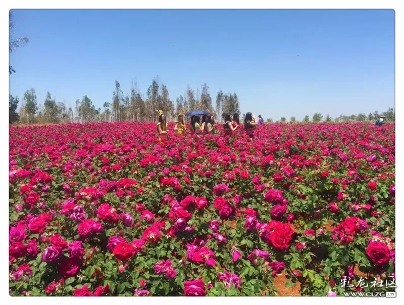 云南昆明花之都鲜花,昆明鲜花之都