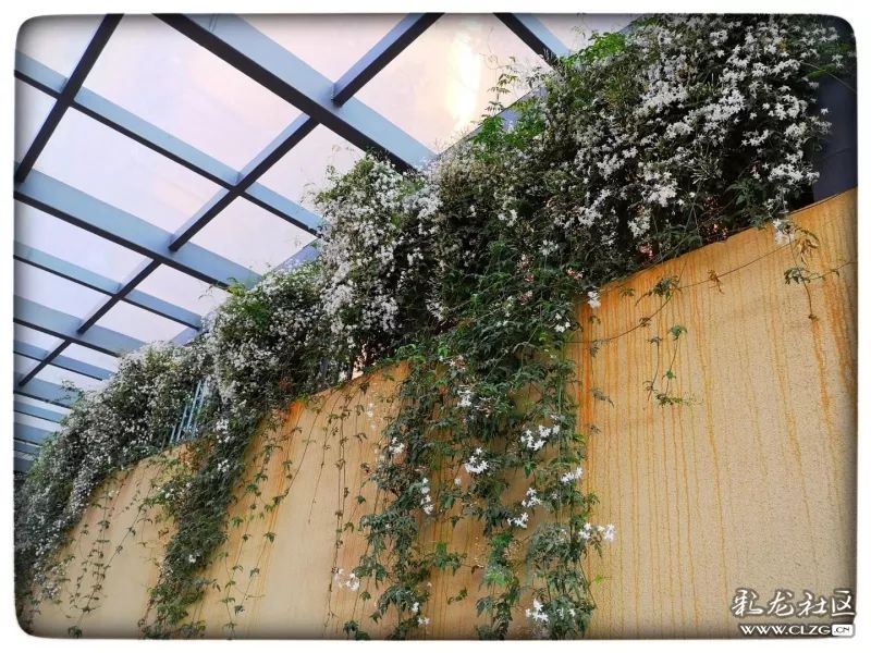 云南昆明花之都鲜花,昆明鲜花之都