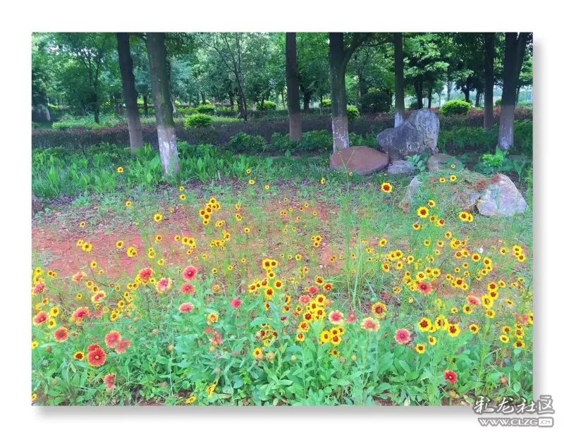 云南昆明花之都鲜花,昆明鲜花之都