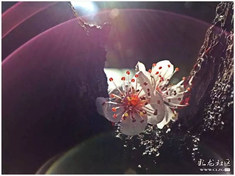 云南昆明花之都鲜花,昆明鲜花之都