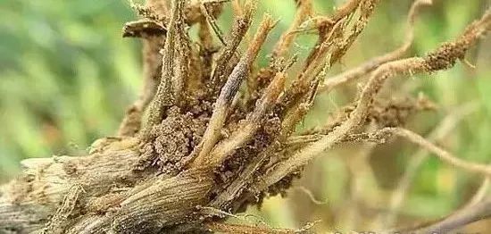地下害虫的综合防治方法有哪些,地下害虫的主要防治方法是什么