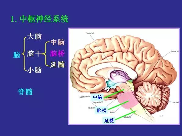脑科学儿童智力,脑科学告诉你孩子高效领会的奥秘