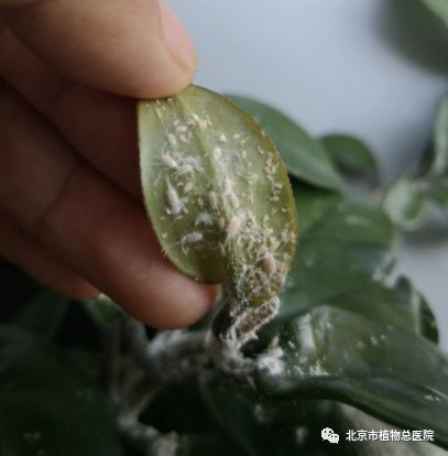 出现这种虫子得赶紧治，治晚了，谁也帮不了你