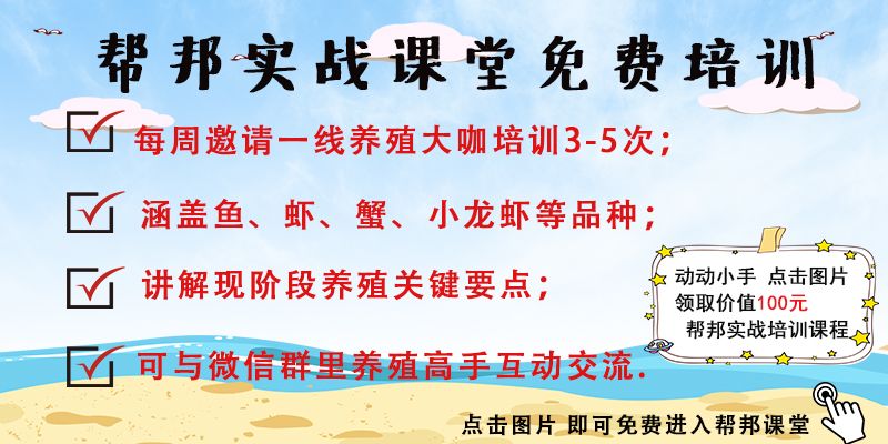 蟹苗大眼幼体养殖技术,大眼幼体养殖喂什么