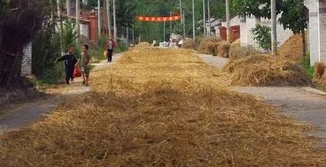 马路上晒麦草好吗,马路上晒麦草