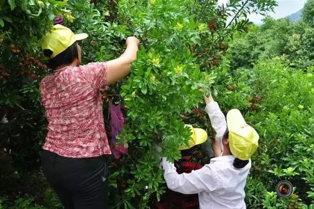 今年的杨梅哪里有采摘的,端午节摘杨梅的地方