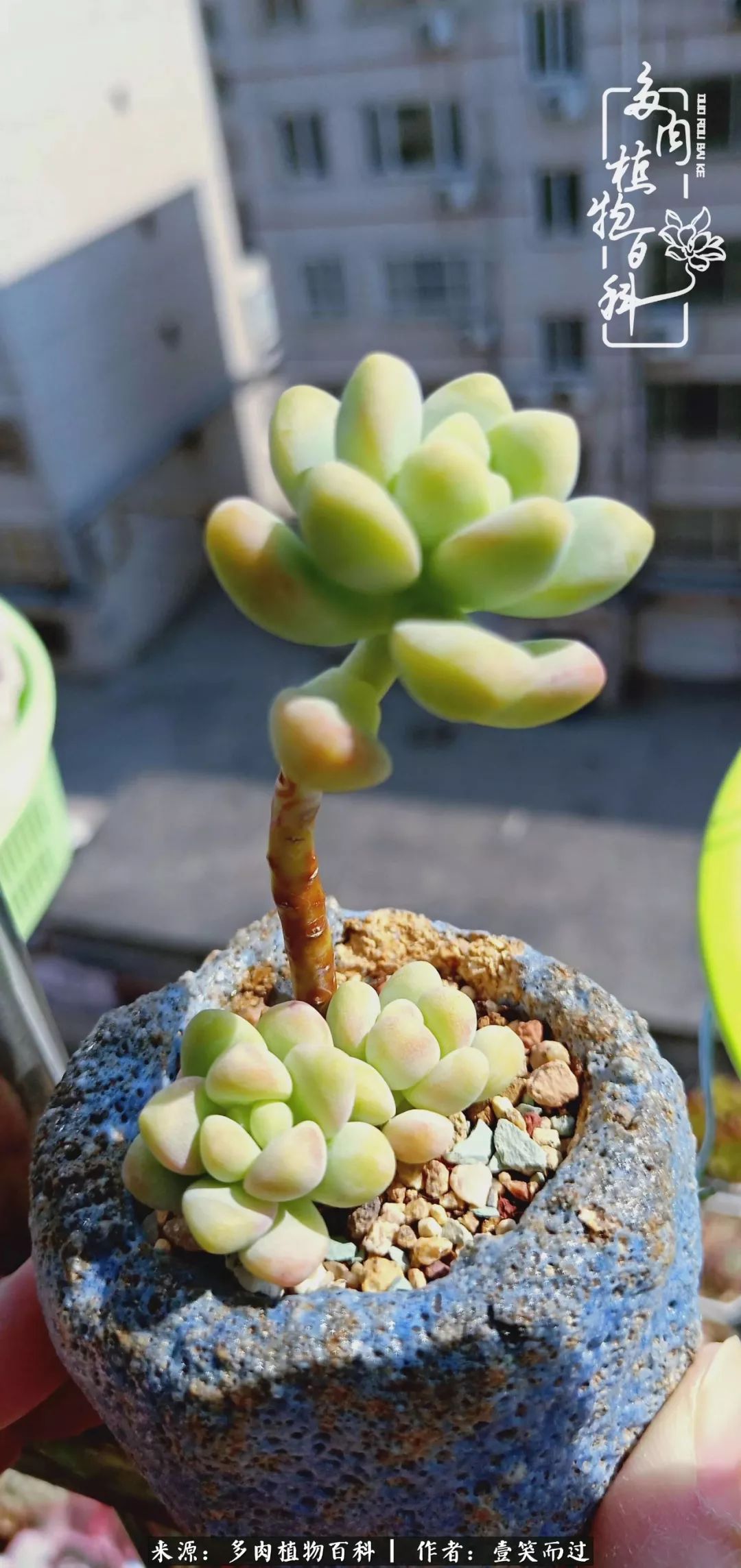 跌入神坛的多肉,跌入凡间的精灵舞蹈完整版