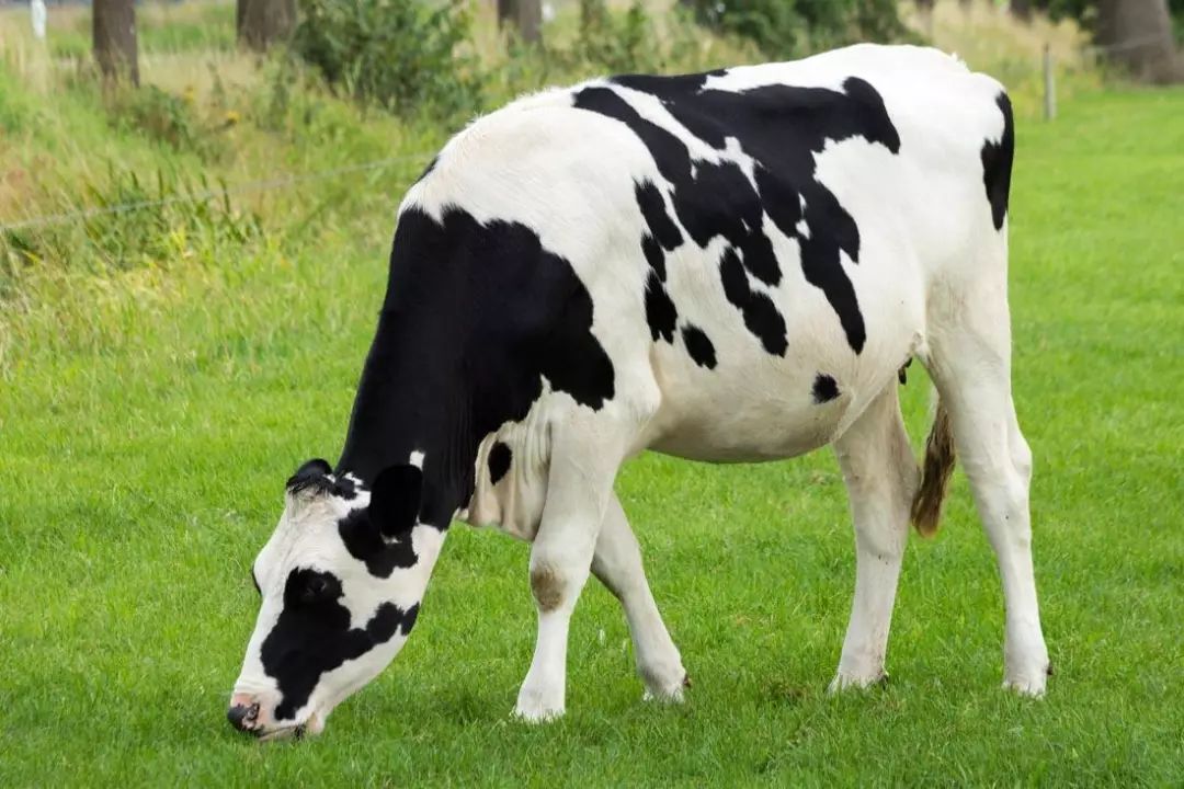 奶牛如何饲养小牛,泌乳牛饲养的5个阶段