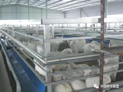 养羊技术养羊饲料配方,养羊技术大全视频
