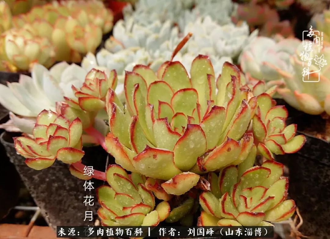 高温天气怎么养护多肉花,新手夏天养多肉5个保命秘籍