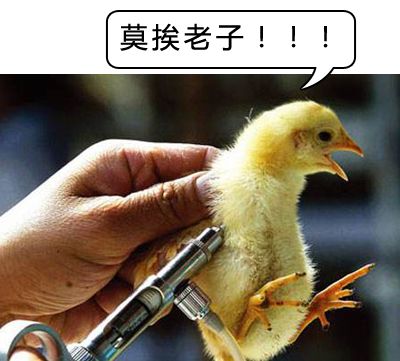 鸡的什么部位不能吃？它到底有多毒，很多人还不知道