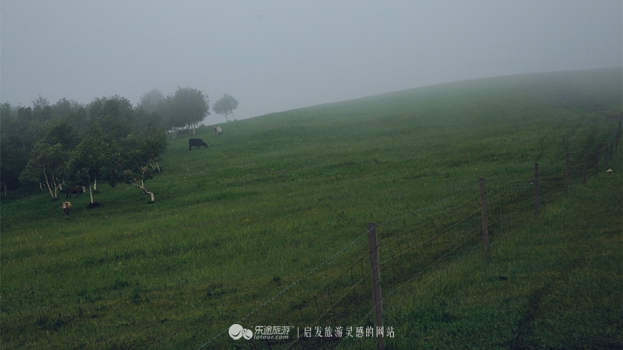 这个夏天来塞罕坝看看吧,坝上草原森林