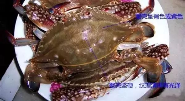 玉林侬，冲鸭！北海8月16日开海，教你在哪里买海鲜最新鲜，最实惠~