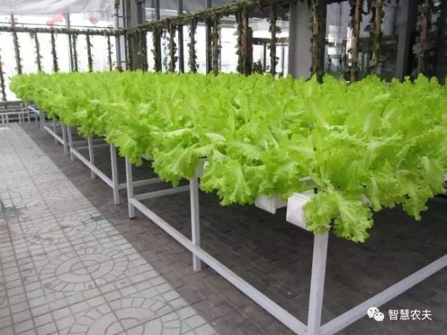 知农道农无土栽培实操技术,无土栽培的知识