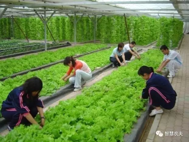 知农道农无土栽培实操技术,无土栽培的知识