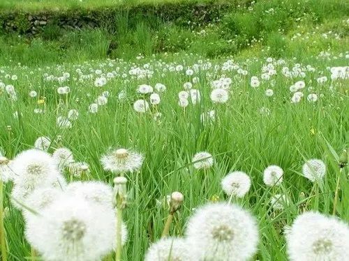 一吹即散的蒲公英图片,一吹就散的蒲公英什么意思
