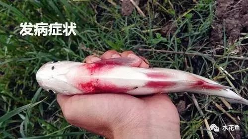 鲢鳙鱼出血病,花白鲢败血症