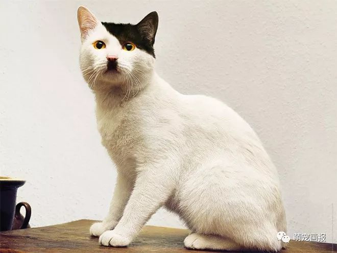 你家有没有这样一只带着小胡子的奶牛猫？