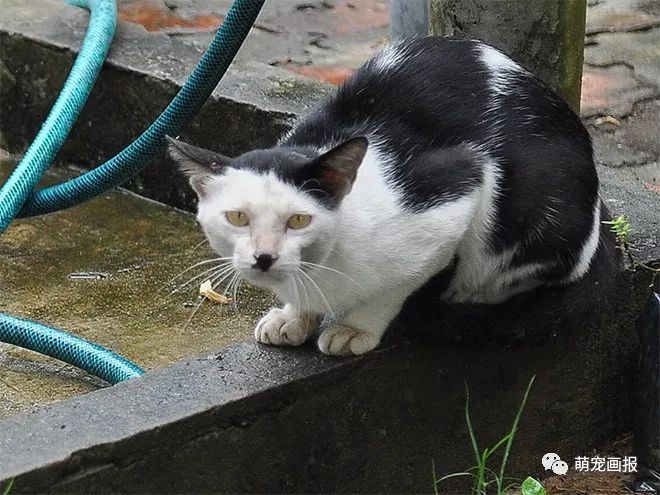 你家有没有这样一只带着小胡子的奶牛猫？