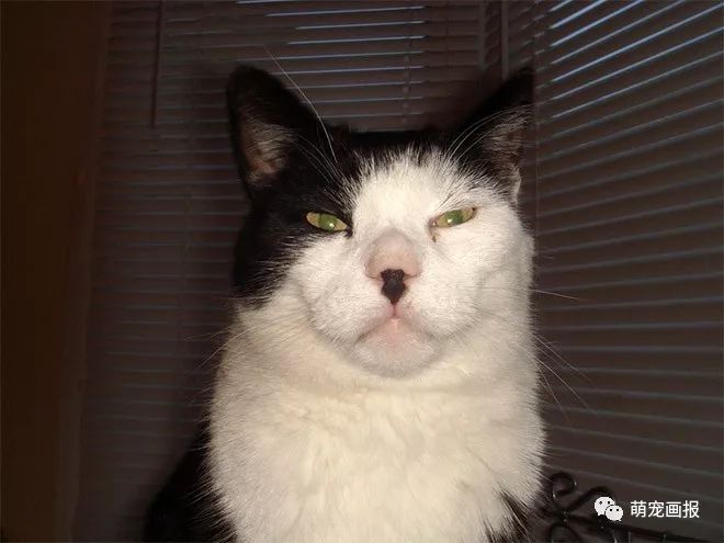 你家有没有这样一只带着小胡子的奶牛猫？