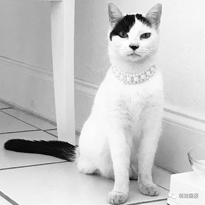 你家有没有这样一只带着小胡子的奶牛猫？