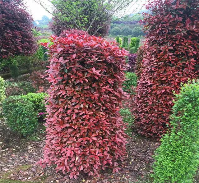 适合庭院种植的高颜值苗,适合院子种植的苗木